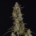 Watermelon Candy F1 Autoflower (Zamnesia Seeds) feminized