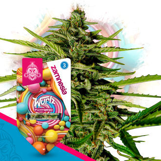 Wurlz F1 Autoflower (Zamnesia Seeds) feminized
