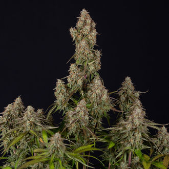 Wurlz F1 Autoflower (Zamnesia Seeds) feminized