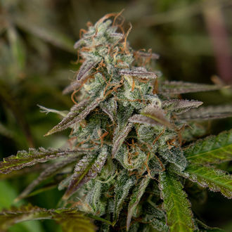 Wurlz F1 Autoflower (Zamnesia Seeds) feminized