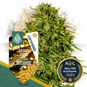 Green Cure CBD F1 Autoflower (Zamnesia Seeds) feminized