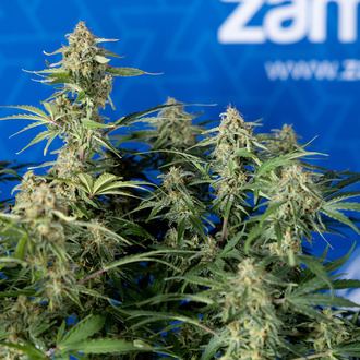Green Cure CBD F1 Autoflower (Zamnesia Seeds) feminized