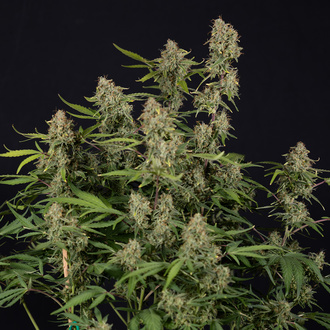 Green Cure CBD F1 Autoflower (Zamnesia Seeds) feminized