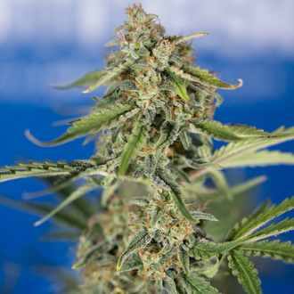 Green Cure CBD F1 Autoflower (Zamnesia Seeds) feminized