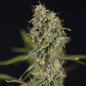 Green Cure CBD F1 Autoflower (Zamnesia Seeds) feminized