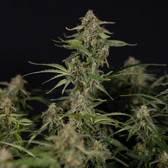 Green Cure CBD F1 Autoflower (Zamnesia Seeds) feminized