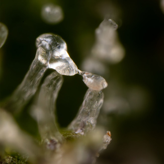 Green Cure CBD F1 Autoflower (Zamnesia Seeds) feminized