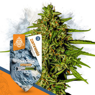 Blue Cheese F1 Autoflower (Zamnesia Seeds) feminized