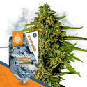 Blue Cheese F1 Autoflower (Zamnesia Seeds) feminized