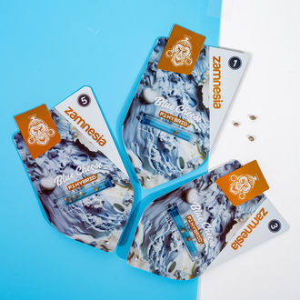 Blue Cheese F1 Autoflower (Zamnesia Seeds) feminized