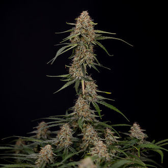 Blue Cheese F1 Autoflower (Zamnesia Seeds) feminized