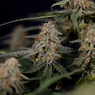 Blue Cheese F1 Autoflower (Zamnesia Seeds) feminized