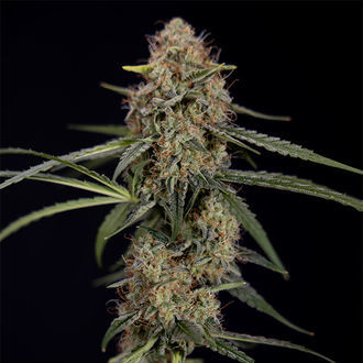 Blue Cheese F1 Autoflower (Zamnesia Seeds) feminized