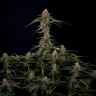 Blue Cheese F1 Autoflower (Zamnesia Seeds) feminized