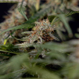 Blue Cheese F1 Autoflower (Zamnesia Seeds) feminized