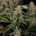 Blue Cheese F1 Autoflower (Zamnesia Seeds) feminized
