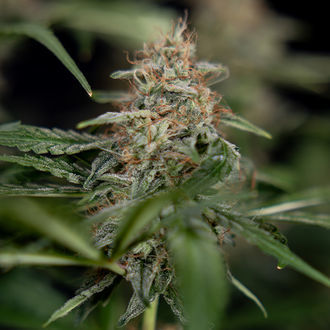 Blue Cheese F1 Autoflower (Zamnesia Seeds) feminized