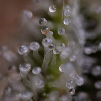 Blue Cheese F1 Autoflower (Zamnesia Seeds) feminized