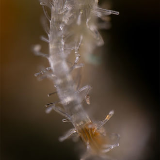 Blue Cheese F1 Autoflower (Zamnesia Seeds) feminized