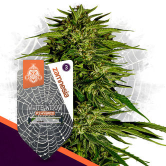 White Widow F1 Autoflower (Zamnesia Seeds) feminized