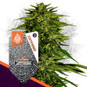 White Widow F1 Autoflower (Zamnesia Seeds) feminized