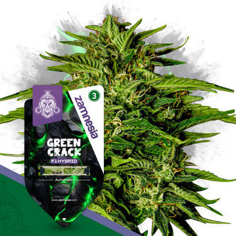 Green Crack F1 Autoflower (Zamnesia Seeds) feminized