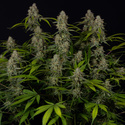 Green Crack F1 Autoflower (Zamnesia Seeds) feminized