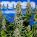 Green Crack F1 Autoflower (Zamnesia Seeds) feminized