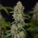 Green Crack F1 Autoflower (Zamnesia Seeds) feminized