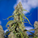 Green Crack F1 Autoflower (Zamnesia Seeds) feminized