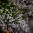 Green Crack F1 Autoflower (Zamnesia Seeds) feminized