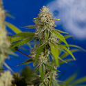Green Crack F1 Autoflower (Zamnesia Seeds) feminized