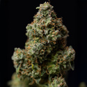 Green Crack F1 Autoflower (Zamnesia Seeds) feminized