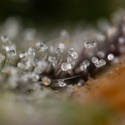 Green Crack F1 Autoflower (Zamnesia Seeds) feminized