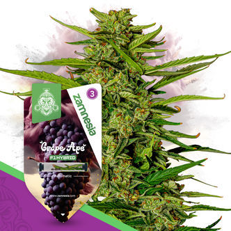 Grape Ape F1 Autoflower (Zamnesia Seeds) feminized