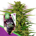 Grape Ape F1 Autoflower (Zamnesia Seeds) feminized