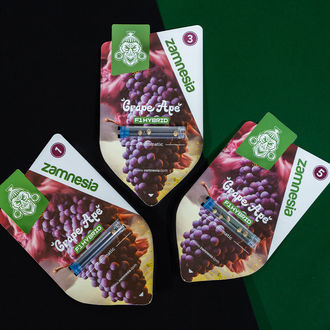 Grape Ape F1 Autoflower (Zamnesia Seeds) feminized