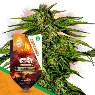 Pineapple Express F1 Autoflower (Zamnesia Seeds) feminized