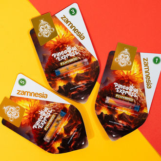 Pineapple Express F1 Autoflower (Zamnesia Seeds) feminized