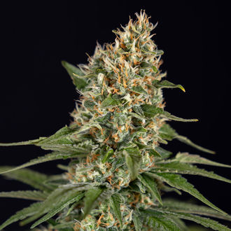 Cosmic Noodles (Zamnesia Seeds) feminized