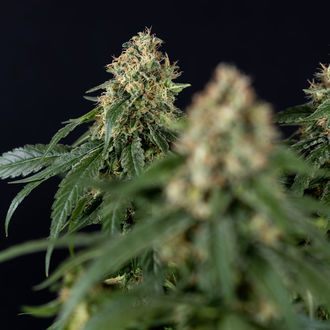 Cosmic Noodles (Zamnesia Seeds) feminized