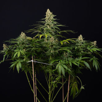 Cosmic Noodles (Zamnesia Seeds) feminized