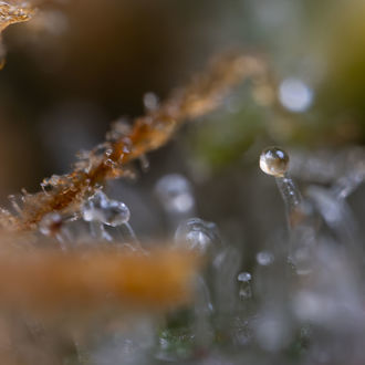 Cosmic Noodles (Zamnesia Seeds) feminized