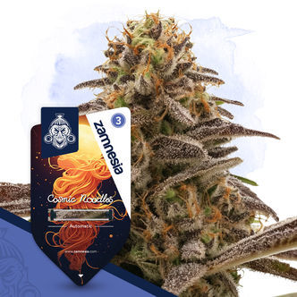 Cosmic Noodles Autoflower (Zamnesia Seeds) feminized