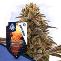 Cosmic Noodles Autoflower (Zamnesia Seeds) feminized