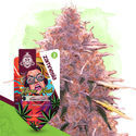 Karen Kush (Zamnesia Seeds) feminized