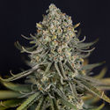 Karen Kush (Zamnesia Seeds) feminized
