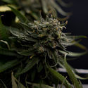 Karen Kush (Zamnesia Seeds) feminized