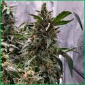 Blue Amnesia Haze (Amsterdam Genetics) feminized