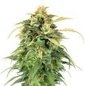 Lemon Haze (Amsterdam Genetics) feminized